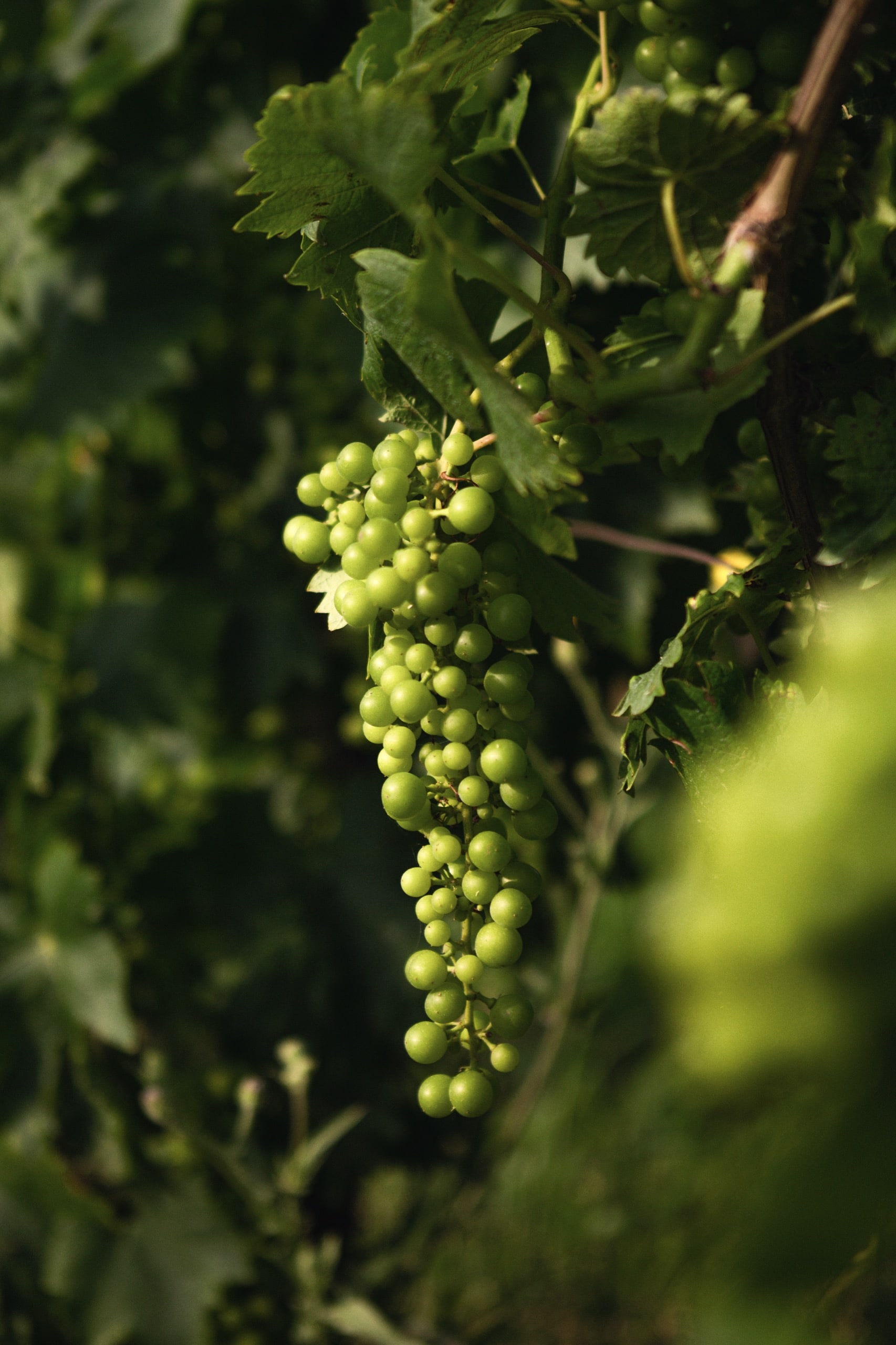 Piedmont vineyard grapes